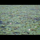 Ein Teich mit Lotos
